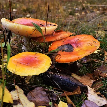 Haus Am Bielstein Lejlighed *